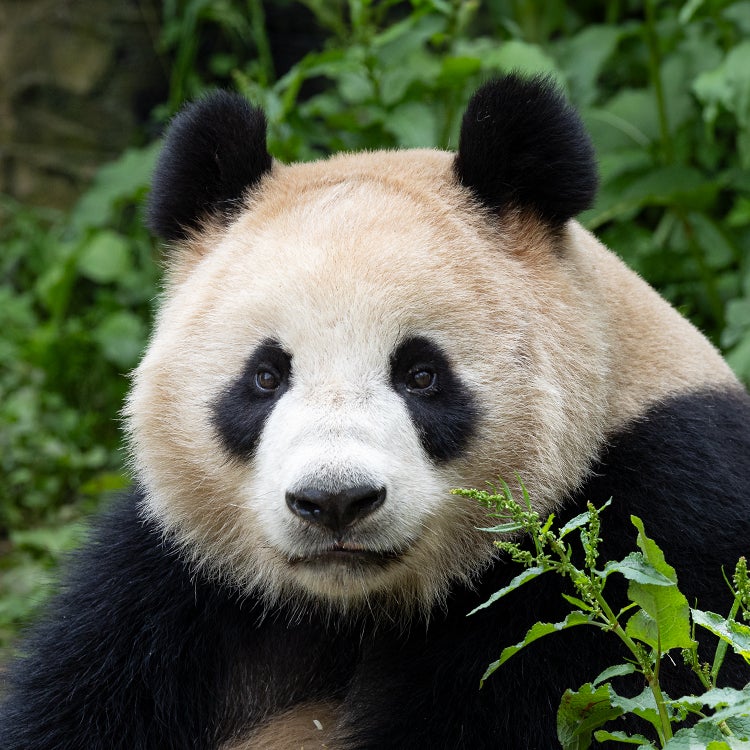 panda xin bao