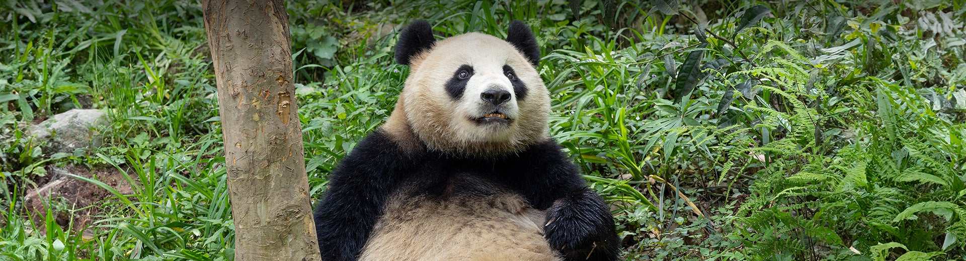 panda