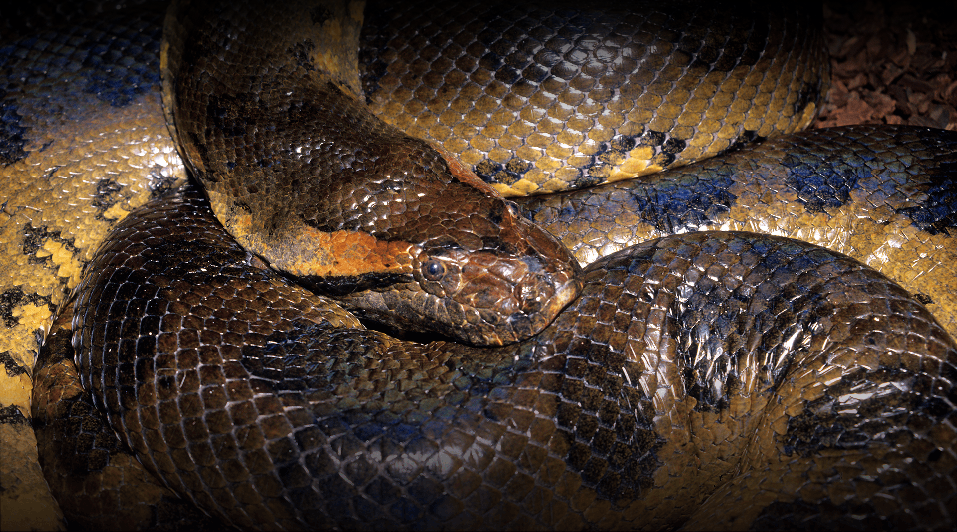 Anaconda coiled up. 