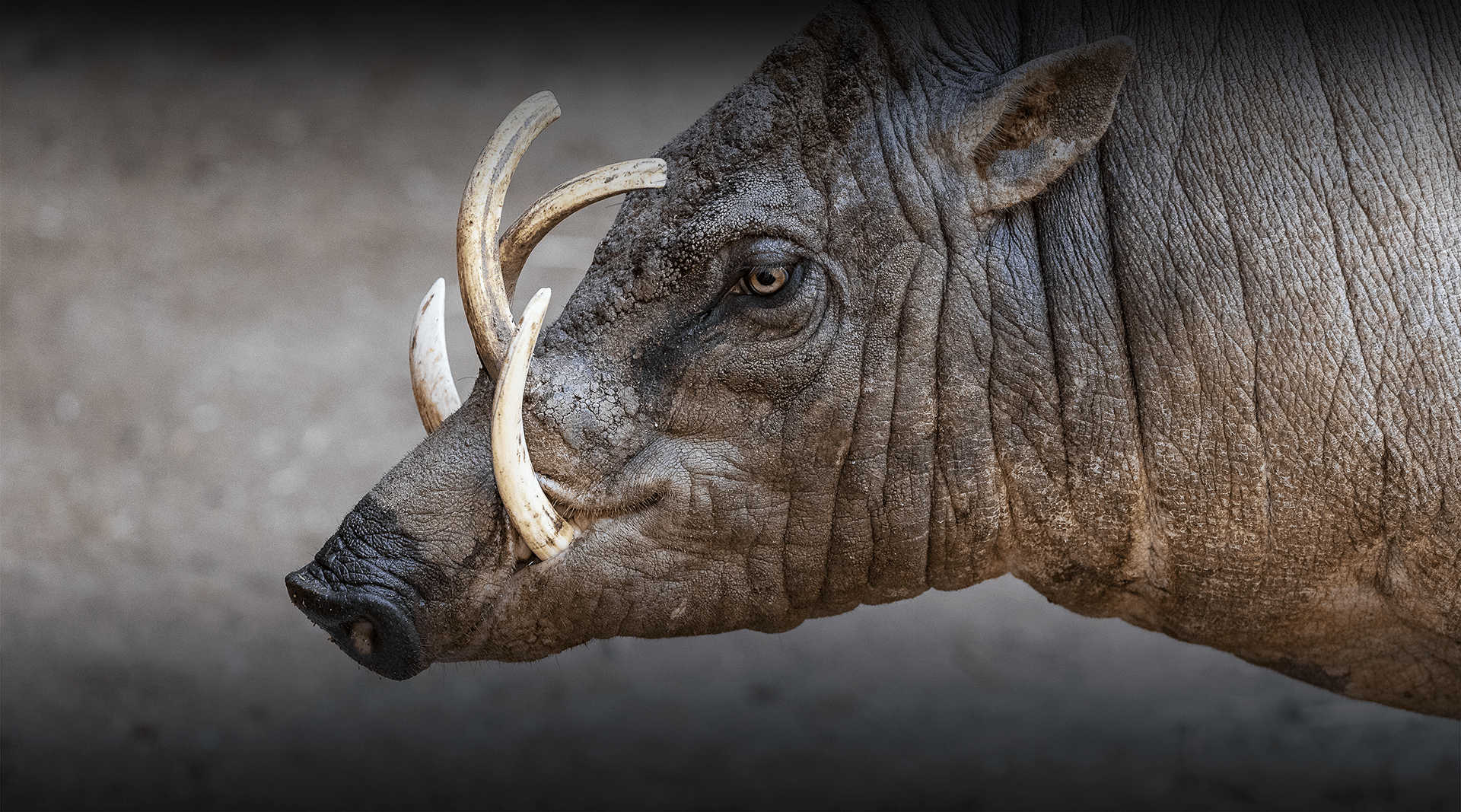 Babirusa looks left
