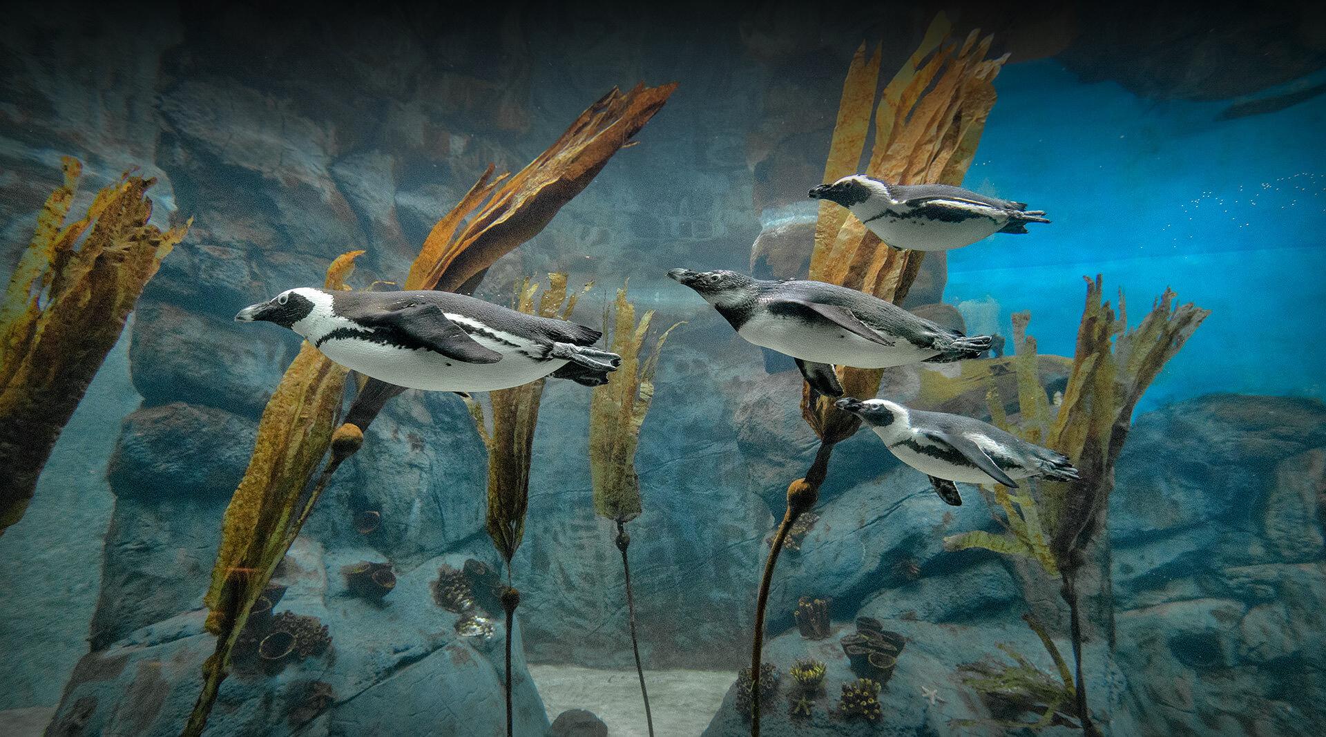 penguins