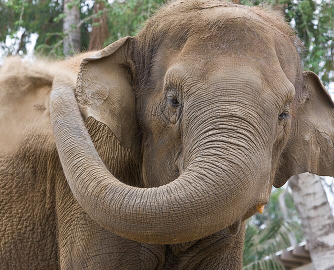 Elephant