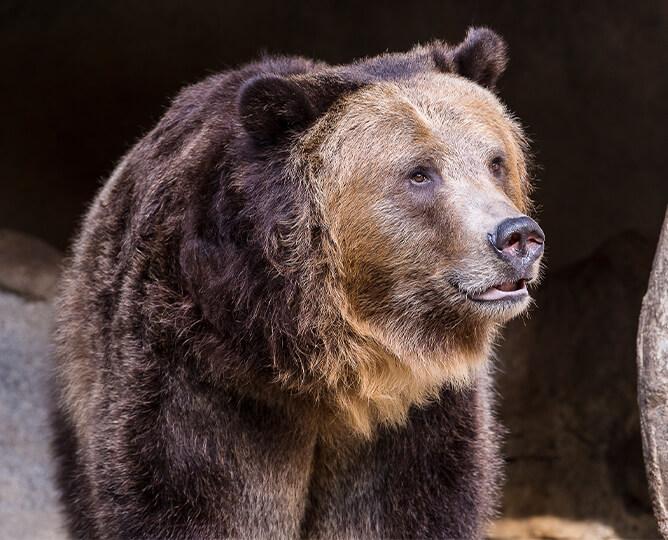 Grizzly bear looks right.