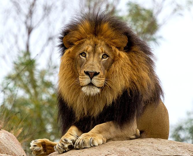 Lion looks at the camera